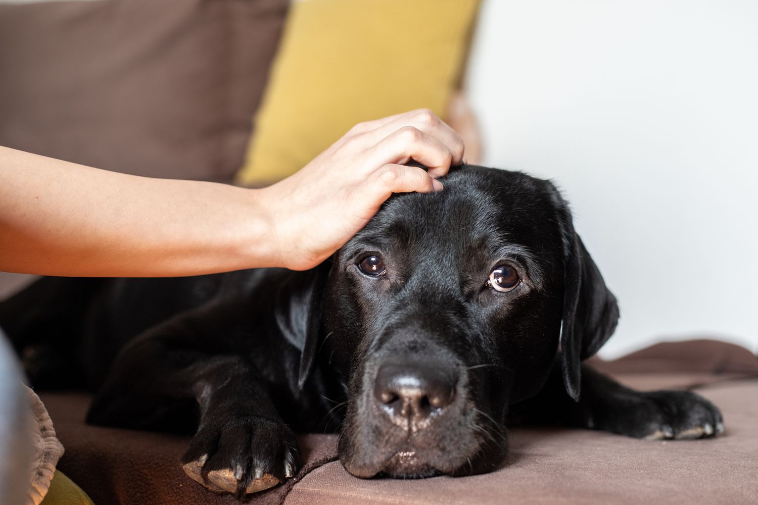 11 Issues People Do That Canine Hate