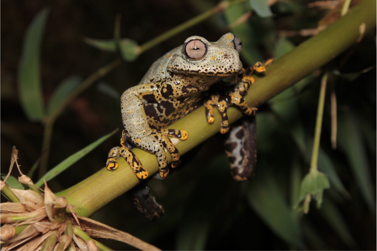 Trippy New Stream Frog Named After J.R.R. Tolkien