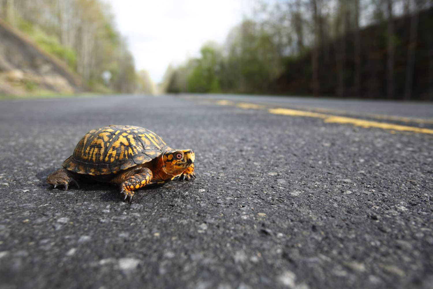 What to Do if You See a Turtle on the Highway