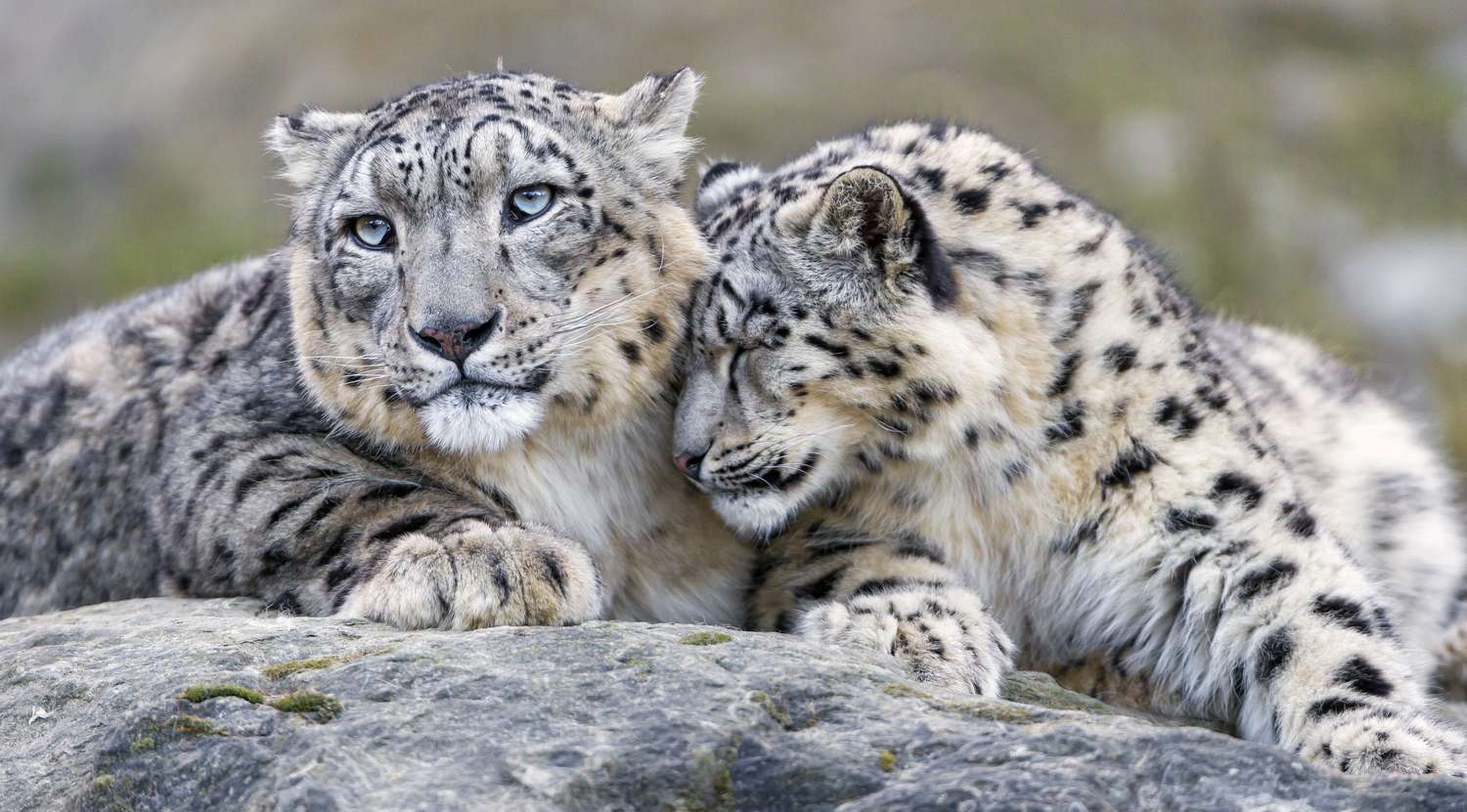 Are Snow Leopards Endangered? Conservation Standing, The right way to Assist