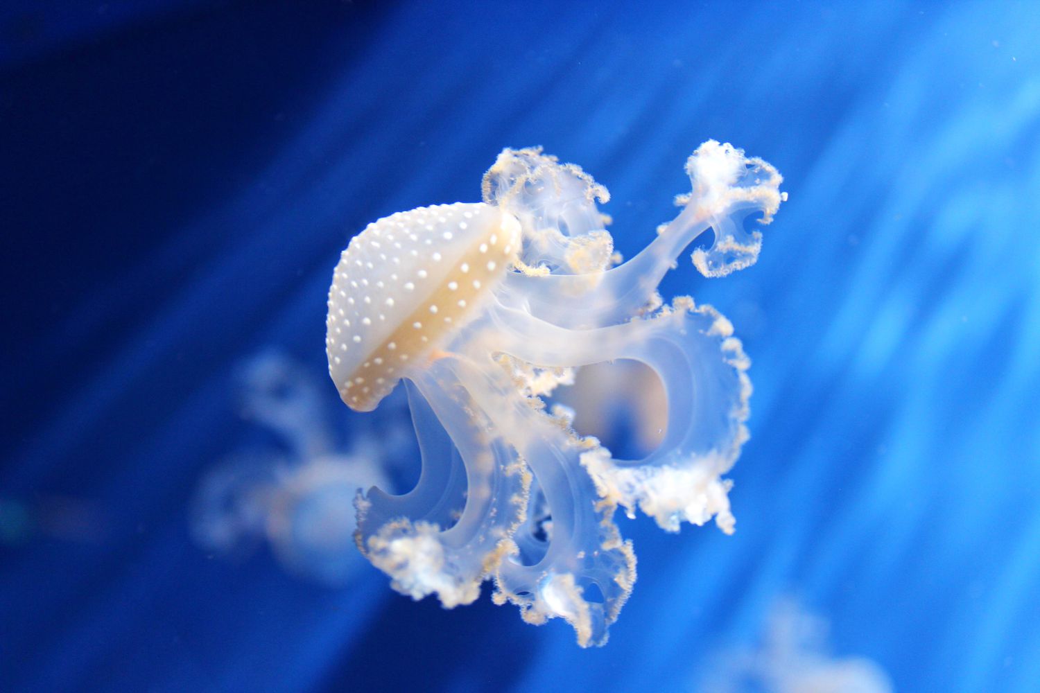 10 Extraordinary Kinds of Jellyfish