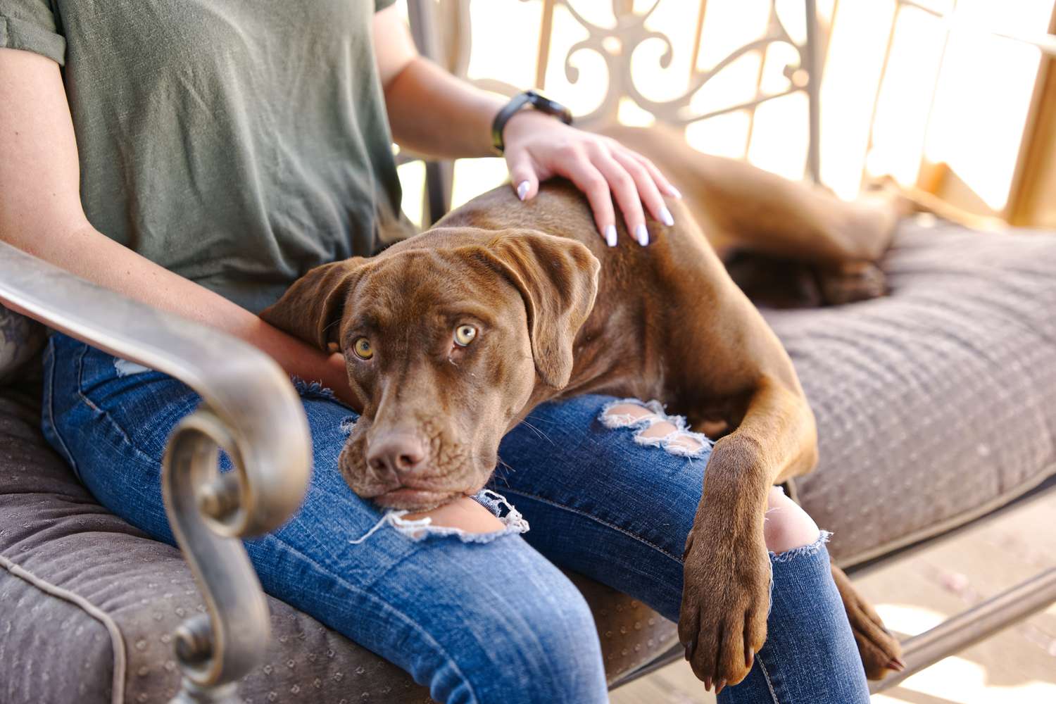 Why Does My Canine Steal My Spot After I Get Up?