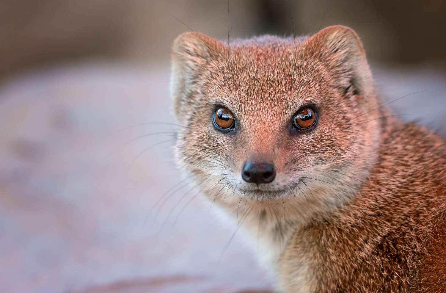 8 Magnificent Mongoose Details